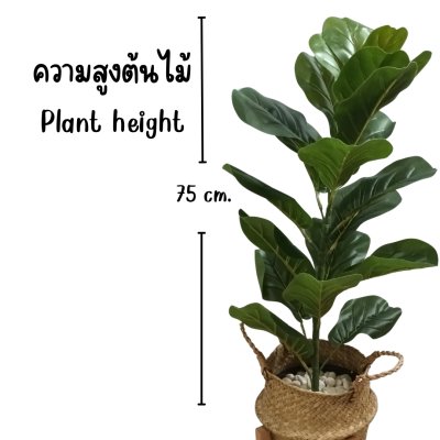 ต้นไทรใบสักปลอมขนาดใหญ่เหมือนจริง Artificial / Fake Fiddle Leaf Fig plant