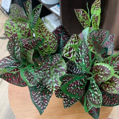 ต้นไม้ปลอมต้นไม้ประดิษฐ์ใบสวยงามเหมือนจริงแต่งบ้านแต่งร้าน Artificial plant, beautiful realistic leaves