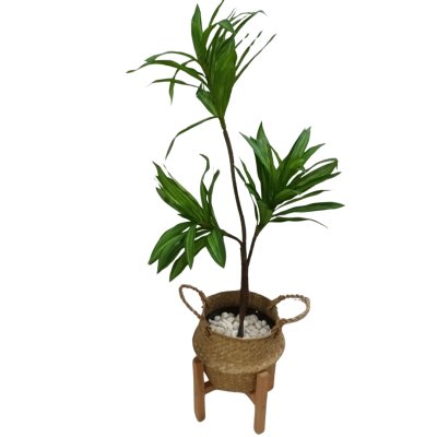 ต้นดราซีน่่าปลอมต้นไม้ประดิษฐ์ขนาดใหญ่ Artificial / Fake Dracaena plant