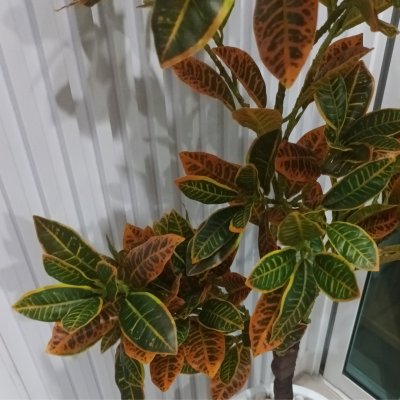 ต้นโกสนปลอมต้นไม้ประดิษฐ์ Artificial / Fake Croton Tree
