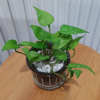 ต้นไม้ปลอมประดิษฐ์ขนาดเล็กในกระถางเซรามิก Small artificial plant in a ceramic pot.