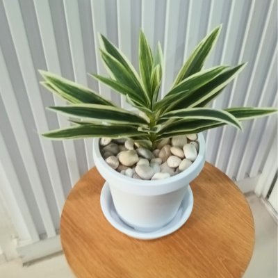 ต้นไม้ปลอมประดิษฐ์ใบยาวกระถางขาว 6 นิ้ว Artificial long-leaf plant in a 6-inch white pot.
