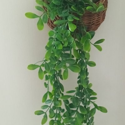 ต้นไม้เลื้อยปลอมประดิษฐ์ในตะกร้าหวายแขวนผนัง Artificial climbing plant in a wicker basket.