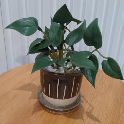 ต้นไม้ปลอมประดิษฐ์ขนาดเล็กในกระถางเซรามิก Small artificial plant in a ceramic pot.