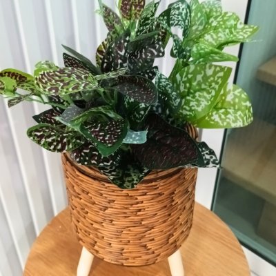 ต้นไม้ปลอมต้นไม้ประดิษฐ์ใบสวยงามเหมือนจริงแต่งบ้านแต่งร้าน Artificial plant, beautiful realistic leaves