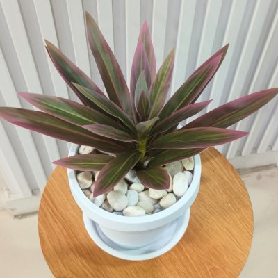 ต้นไม้ปลอมประดิษฐ์ใบยาวกระถางขาว 6 นิ้ว Artificial long-leaf plant in a 6-inch white pot.