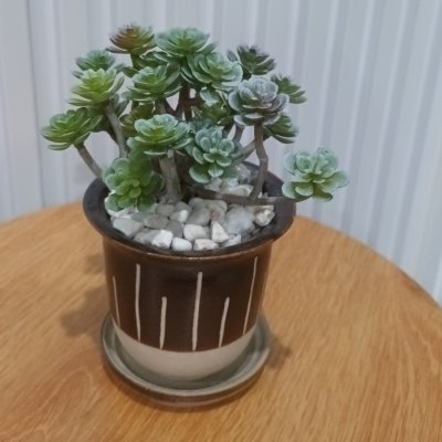 แคคตัสปลอมต้นไม้ประดิษฐ์ในกระถางเซรามิก Artificial cactus in a ceramic pot.