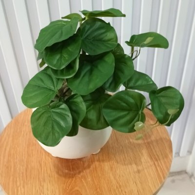 ต้นไม้เลื้อยปลอมในกระถางดินเผาทรงนมวัว Artificial vine plant in cow-shaped ceramic pot.