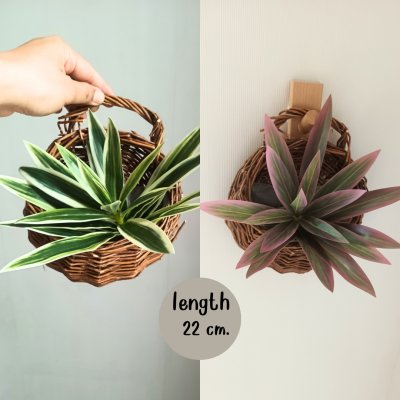 ต้นไม้ปลอมประดิษฐ์ใบสวยตะกร้าสาน Artificial plant in woven basket