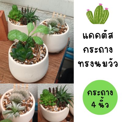 (ต้นไม้จริง) แคคตัส2ต้นในกระถางดินเผาทรงนมวัว 4 นิ้ว