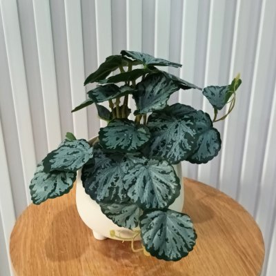 ต้นไม้เลื้อยปลอมในกระถางดินเผาทรงนมวัว Artificial vine plant in cow-shaped ceramic pot.