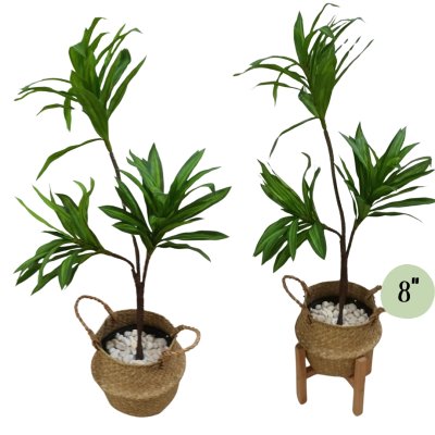 ต้นดราซีน่่าปลอมต้นไม้ประดิษฐ์ขนาดใหญ่ Artificial / Fake Dracaena plant ต้นดราซีน่่าปลอมต้นไม้ประดิษฐ์ขนาดใหญ่ Artificial / Fake Dracaena plant