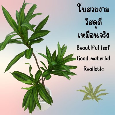 ต้นดราซีน่่าปลอมต้นไม้ประดิษฐ์ Artificial / Fake Dracaena plant