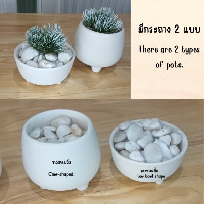 แคคตัสไม้อวบน้ำปลอม Artificial succulent cactus.