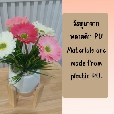 ช่อดอกเยอบีร่าในกระถางเบลล่า 5 นิ้ว ขาตั้งไม้ Gerbera flower bouquet in a 5-inch Bella pot.