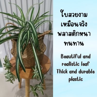 ต้นเศรษฐีเรือนนอกปลอมต้นไม้ประดิษฐ์กระถางเบลล่า Artificial Bella Potted Plant