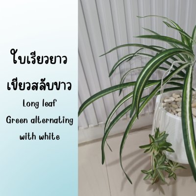 ต้นเศรษฐีเรือนนอกปลอมต้นไม้ประดิษฐ์กระถางเบลล่า Artificial Bella Potted Plant