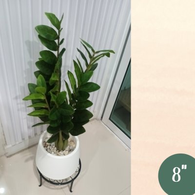 ต้นกวักมรกตประดิษฐ์/ปลอม Artificial ZZ Plant