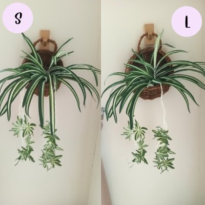ต้นเศรษฐีเรือนนอกปลอมประดิษฐ์ตะกร้าสาน Artificial plant in woven basket
