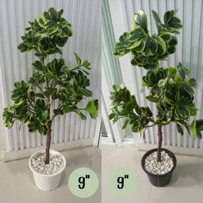 ต้นหัวใจเศรษฐี (สาริกาด่าง) ต้นไม้ปลอมประดิษฐ์กระถาง 9 นิ้ว Artificial Mistletoe Fig