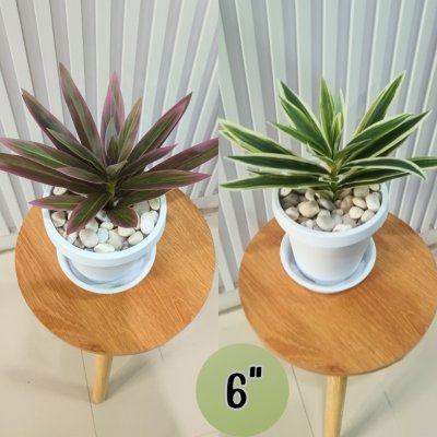 ต้นไม้ปลอมประดิษฐ์ใบยาวกระถางขาว 6 นิ้ว Artificial long-leaf plant in a 6-inch white pot.