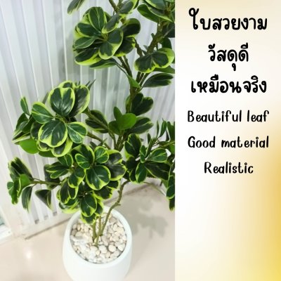 ต้นหัวใจเศรษฐี (สาริกาด่าง) ต้นไม้ปลอมประดิษฐ์กระถางเบลล่า 9 นิ้ว Artificial Mistletoe Fig
