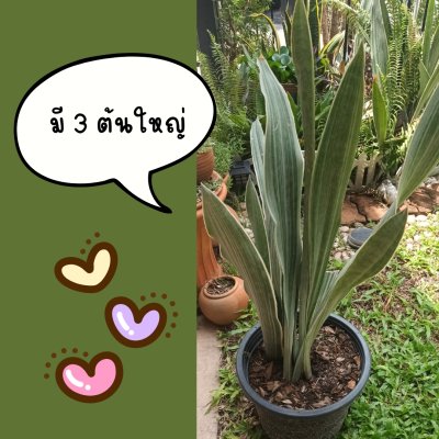 ต้นลิ้นมังกรดาบเงิน3ต้นใหญ่(ถอดกระถางห่อตุ้มดินคลุมราก)