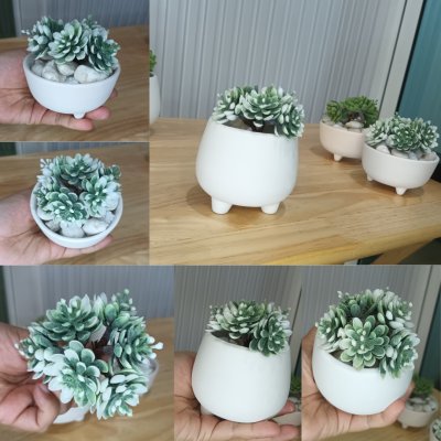 แคคตัสไม้อวบน้ำปลอม Artificial succulent cactus.