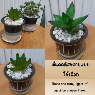แคคตัสปลอมต้นไม้ประดิษฐ์ในกระถางเซรามิก Artificial cactus in a ceramic pot.