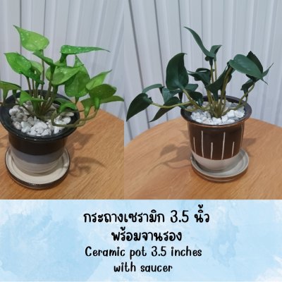 ต้นไม้ปลอมประดิษฐ์ขนาดเล็กในกระถางเซรามิก Small artificial plant in a ceramic pot.