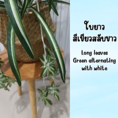 ต้นเศรษฐีเรือนนอกปลอมต้นไม้ประดิษฐ์กระถางเบลล่า Artificial Bella Potted Plant