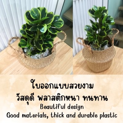 ต้นหัวใจเศรษฐี (สาริกาด่าง) ต้นไม้ปลอมประดิษฐ์ตะกร้าสาน Artificial Mistletoe Fig
