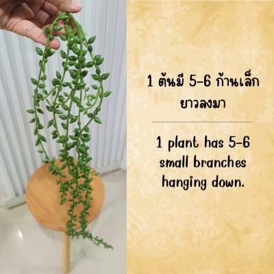 ต้นเดฟกระดุมปลอมต้นไม้เลื้อยประดิษฐ์แต่งบ้านแต่งร้าน Artificial climbing plant