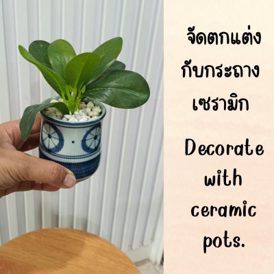 ต้นไม้ปลอมขนาดเล็กกับกระถางเซรามิก 3-3.5 นิ้ว Small artificial plant with a ceramic pot.
