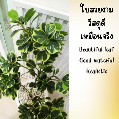 ต้นหัวใจเศรษฐี (สาริกาด่าง) ต้นไม้ปลอมประดิษฐ์ Artificial Mistletoe Fig