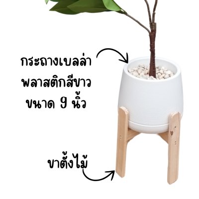 ต้นยางอินเดียปลอมในกระถางเบลล่า 9 นิ้ว :: Artificial Rubber Plant ต้นยางอินเดียปลอมในกระถางเบลล่า 9 นิ้ว :: Artificial Rubber Plant