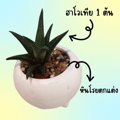 (ต้นไม้จริง) ต้นฮาโวเทียในกระถางดินเผาสามขาทรงเอียง