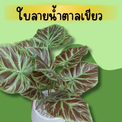 ต้นไม้ปลอมประดิษฐ์ใบลายสวยในแจกันหวายและกระถางเบลล่าพร้อมป้าย