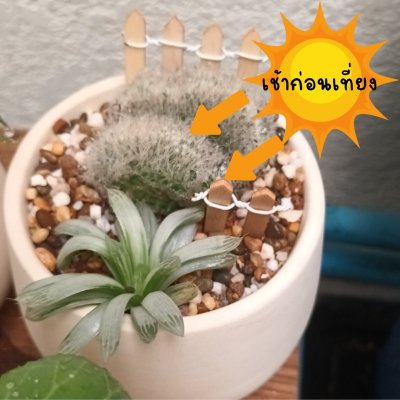 (ต้นไม้จริง) แคคตัส2ต้นในกระถางดินเผาทรงนมวัว 4 นิ้ว