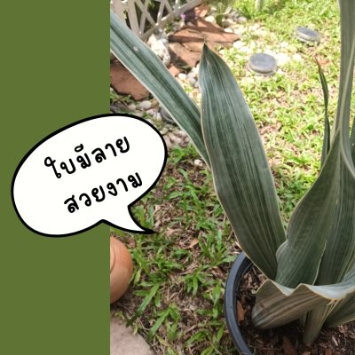 ต้นลิ้นมังกรดาบเงิน3ต้นใหญ่(ถอดกระถางห่อตุ้มดินคลุมราก)