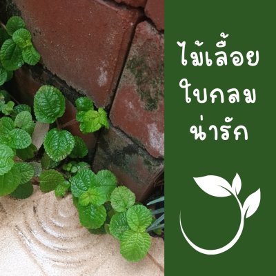 ต้นมินต์ประดับ(ไม่มีกลิ่น)ไม้เลื้อยตกแต่งสวนกระถาง 3 นิ้ว