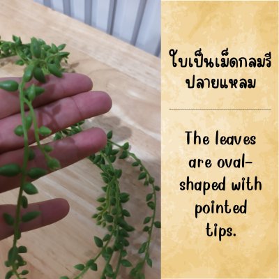 ต้นเดฟกระดุมปลอมต้นไม้เลื้อยประดิษฐ์แต่งบ้านแต่งร้าน Artificial climbing plant