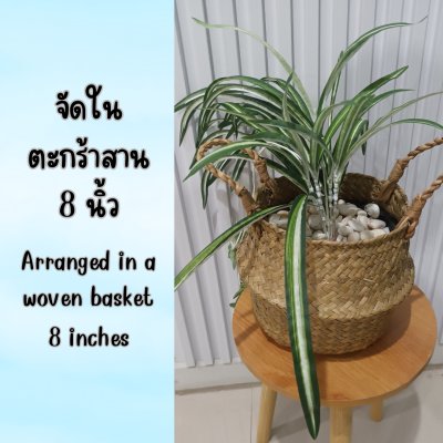 ต้นเศรษฐีเรือนนอกปลอมต้นไม้ประดิษฐ์กระถางเบลล่า Artificial Bella Potted Plant