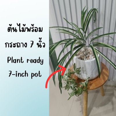 ต้นเศรษฐีเรือนนอกปลอมต้นไม้ประดิษฐ์กระถางเบลล่า Artificial Bella Potted Plant
