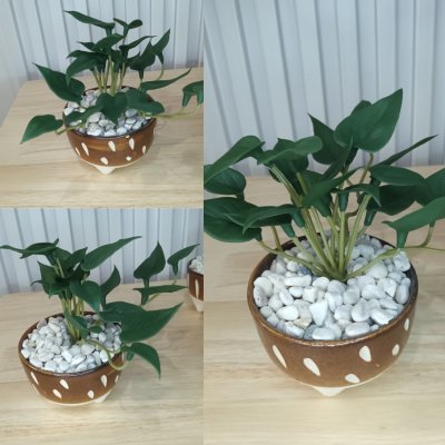 ต้นไม้เลื้อยปลอมประดิษฐ์ขนาดเล็กในกระถางเซรามิก 3.5 นิ้ว Artificial plant in ceramic pot.