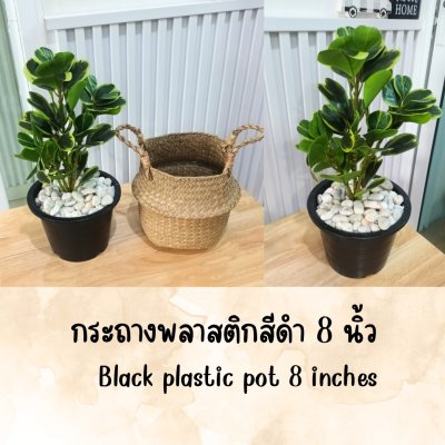 ต้นหัวใจเศรษฐี (สาริกาด่าง) ต้นไม้ปลอมประดิษฐ์ตะกร้าสาน Artificial Mistletoe Fig