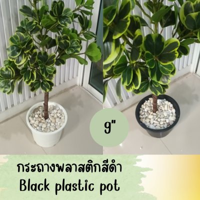ต้นหัวใจเศรษฐี (สาริกาด่าง) ต้นไม้ปลอมประดิษฐ์กระถาง 9 นิ้ว Artificial Mistletoe Fig