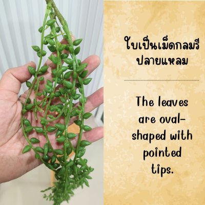ต้นเดฟกระดุมปลอมต้นไม้เลื้อยประดิษฐ์แต่งบ้านแต่งร้าน Artificial climbing plant