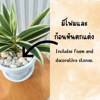 ต้นไม้ปลอมประดิษฐ์ใบยาวกระถางขาว 6 นิ้ว Artificial long-leaf plant in a 6-inch white pot.