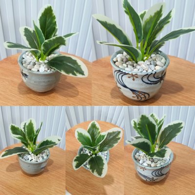 ต้นไม้ปลอมขนาดเล็กกับกระถางเซรามิก 3-3.5 นิ้ว Small artificial plant with a ceramic pot.